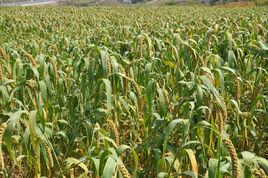 張雜谷5號 張雜谷5號