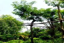 降香黃。這是國家二級保護植物之一。