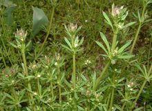 豬殃殃[豬殃殃]