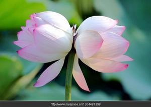 摸魚兒·問蓮根有絲多少 摸魚兒·問蓮根有絲多少