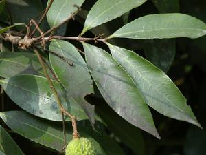 荔枝煤煙病—發病葉片症狀