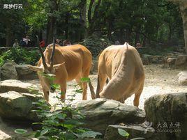 食肉動物和食草動物 食肉動物和食草動物