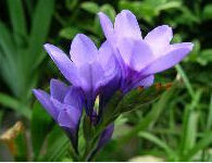 富寧菝葜 富寧菝葜