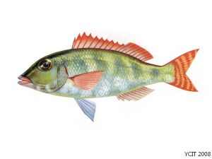 雜色裸頰鯛 雜色裸頰鯛