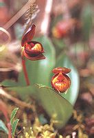 無苞杓蘭 無苞杓蘭