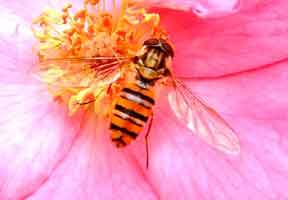 黑紋食蚜蠅 黑紋食蚜蠅