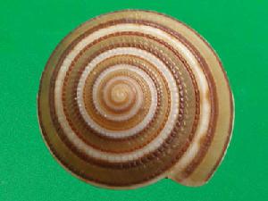 誠實車輪螺 誠實車輪螺