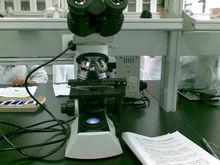 實驗小白鼠骨髓細胞