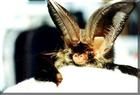 長耳蝠