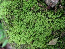 裸萼鳳尾蘚 裸萼鳳尾蘚