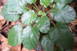 硬毛變種[地埂鼠尾草的變種]