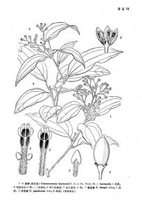 陰香（原變型）