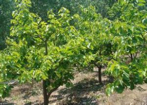 國營梨樹農場 國營梨樹農場