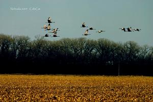 《內布拉斯加》