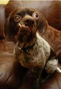 醜狗多格 醜狗多格