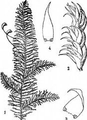 擬彎葉小錦蘚 擬彎葉小錦蘚