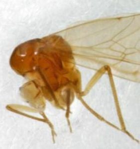 短突革叉齧 短突革叉齧