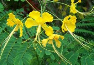 雅致黃金鳳 雅致黃金鳳