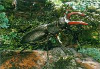 鍬甲蟲-愛角斗的昆蟲