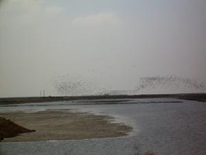 丹東鴨綠江口濱海濕地國家級自然保護區