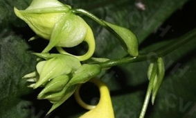 赤水鳳仙花 赤水鳳仙花