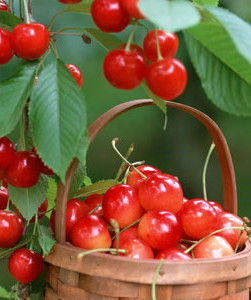 天山櫻桃 天山櫻桃