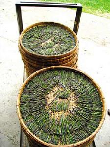 圖5 加工中的大新苦丁茶