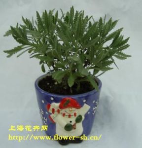 寬葉薰衣草 寬葉薰衣草