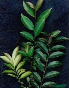 毛折柄茶(原變種) 毛折柄茶(原變種)