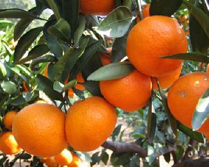 雪峰蜜橘 雪峰蜜橘