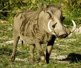 非洲疣豬中非亞種 非洲疣豬中非亞種