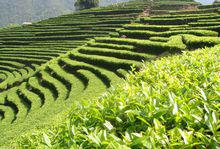 茶[中國傳統飲品]