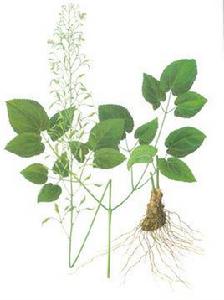 心葉淫羊藿 心葉淫羊藿