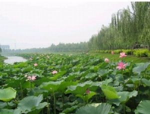 淀上荷園 淀上荷園