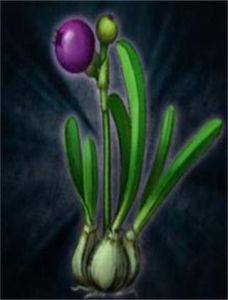 地脈紫芝 地脈紫芝