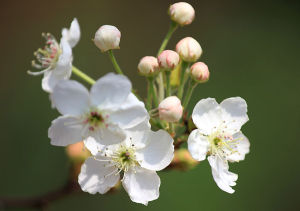 陌上花[蘇軾創作的組詩]