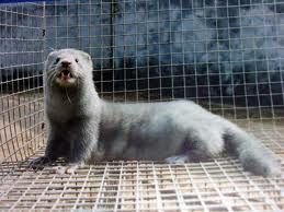 水貂病毒性腸炎 水貂病毒性腸炎