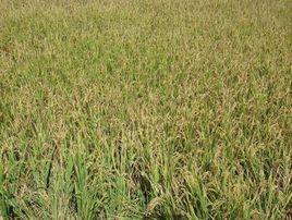 甘泉村[雲南省元謀縣羊街鎮甘泉村]