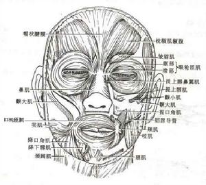 口輪匝肌 口輪匝肌