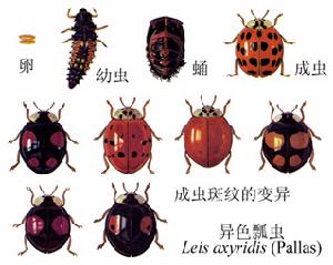 異色瓢蟲多型現象
