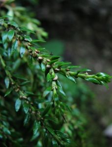 華南馬尾杉 華南馬尾杉