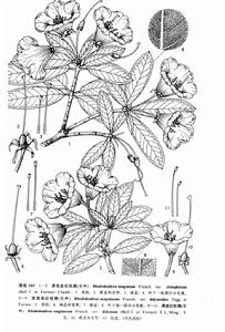 黑紅血紅杜鵑 黑紅血紅杜鵑