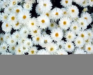 菊花仙子 菊花仙子