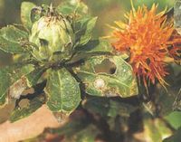 紅花炭疽病 紅花炭疽病