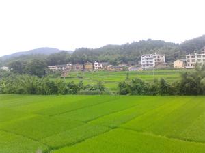 我家屋後的田園風光