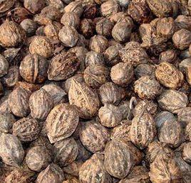 東北山核桃 東北山核桃