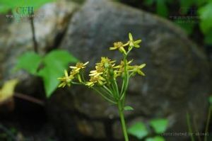 蓮座蒲兒根 蓮座蒲兒根