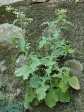 艾納香根 艾納香根