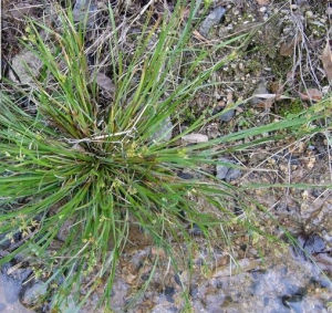 華刺子莞 華刺子莞