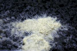 白色蠕蟲 白色蠕蟲